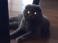 scottish fold 8 aylık