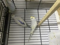 Rainbow greywing muhabbet kuşu yavrular