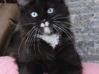 TÜRKİYEDE İLK RENKLİ GÖZLÜ DEV MAİNE COON KEDİLER