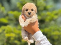 Sevimli erkek maltipoo yavrumuz