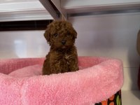 TOY POODLE BABYFACE YAVRULARIMIZ