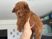 Ankaranın yasal ruhsatlı çiftliğinden toy poodle