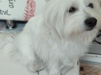 Temiz 7 aylık maltese terrier dişi sevimli köpeğimiz