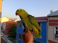 SARI ENSE AMAZON PAPAĞANI