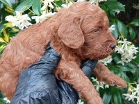 IRK VE SAĞLIK GARANTİ POODLE YAVRULARIMUZ