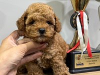 Orjinal Toy Poodle Yabruları 