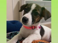 Jack Russell iki aylık minik yavru