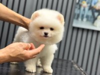 Sağlık Ve Irk Garantili Pomeranian