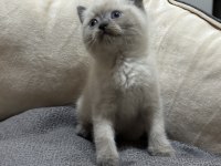 British shorthair ve blue point yavrular