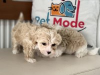 Show kalite kore maltipoo yavrular ziyarete açık