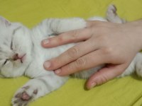 2 adet longhair kedimiz