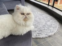 İRAN KEDİSİ KISIR SAHİPLENDİRİLECEKTİR