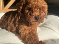 Minik Toy Poodle Bebekler