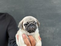 SAFKAN ORJİNAL IRK PUG MOPS YAVRULARIMIZ