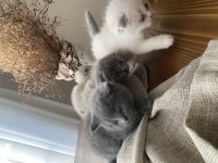Yavru scottish fold kedimiz