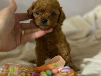 Teacup Red Brown Kore Poodle Yavrular