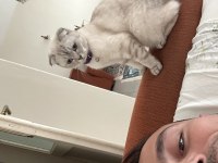 Scottish fold kızıma yuva arıyorum
