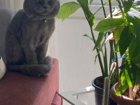 Erkek british shorthair 9 aylık