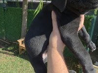 2 ERKEK CANE CORSO SİYAH VE BLUE