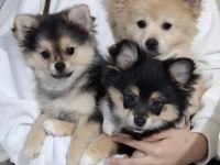 7 aylık pomeranian yavruları