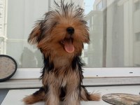 Yorkshire terrier yavrularımız