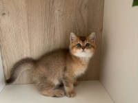 British Shorthair Golden