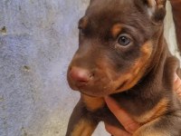 Şampiyon soydan doberman yavrular