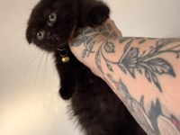 Scottish fold dişi çikolata bitter bebek