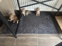 1 aylık yavru kediler