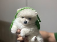 Sevimli Pomeranian Prenses