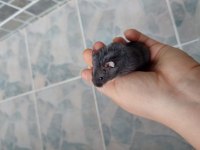 Gonzales Hamster Yavru
