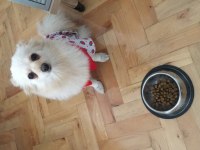 Sivri burun pomeranian