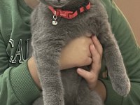 7 aylık Erkek British shorthair
