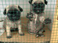 Pug mops kaliteli son yavrularım