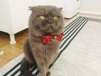 Scottish fold 13 aylık