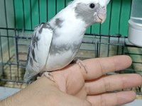 Yeni yeme düşen white face sultan papağanı
