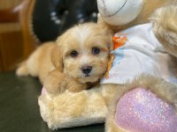 SAFKAN ORJİNAL A CLASS MALTİPOO