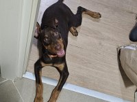 5.5 Aylık Eğitimli Aşıları Tam Kızıl Doberman