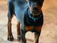 Aşılı ve aşısız doberman biblo gibi yavrular