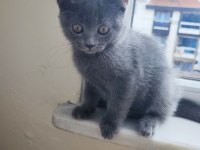 2 AYLIK SCOTTİSH STRAİGHT YAVRU KEDİM 2