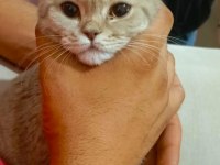 6 Aylık British Longhair