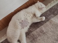 25 günlük 3 adet Scottish Fold ve Anneleri