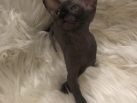 sphynx sfenks dişi erkek