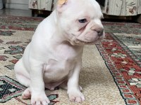 Lilac tan platinum erkek french bulldog yavrumuz