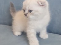 Scottish Fold Blue Point Yavru