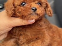 Toy Poodle Safkan Köpeğimiz