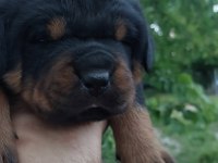 Irk garantili Rottweiler yavruları