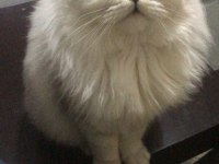 1 yaşında safkan erkek chincilla