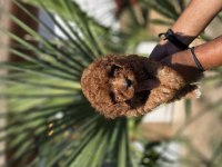 Red Toy Poodle Yavrular