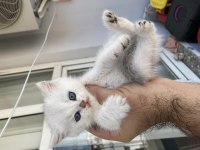 Anne ve çocukları scottish fold